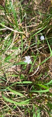 Wahlenbergia stricta