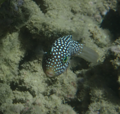 Canthigaster jactator
