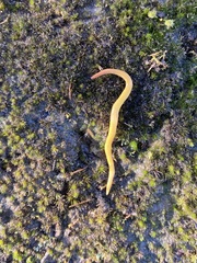 Continenticola