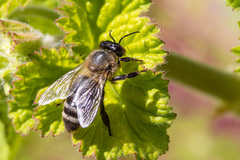 Apinae