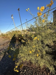 Hymenothrix wislizeni