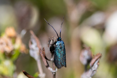 Pollanisus viridipulverulenta