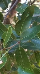 Quercus wislizeni