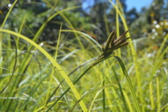 Carex alligata