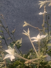 Nicotiana longiflora