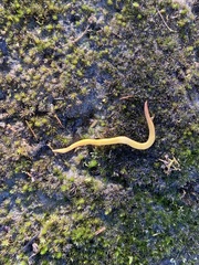 Continenticola