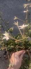 Nicotiana longiflora