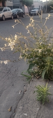 Nicotiana longiflora