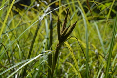 Carex alligata