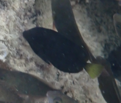 Acanthuridae