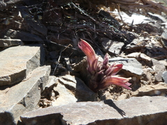 Aphyllon corymbosum