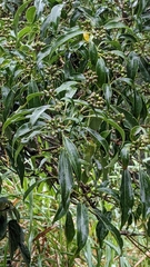 Dendropanax dentiger