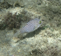 Canthigaster jactator