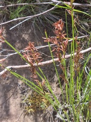 Schoenus lepidosperma pachylepis
