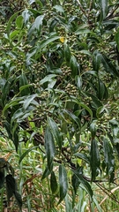 Dendropanax dentiger