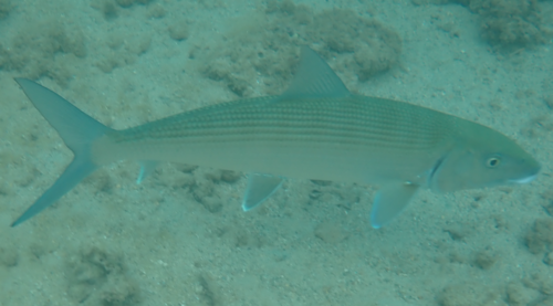 Roundjaw bonefish (Albula glossodonta) — Albulidae