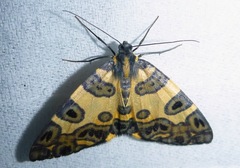 Pantherodes pardalaria