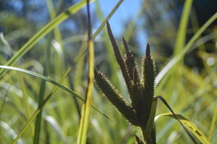 Carex alligata