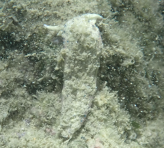Plakobranchus ocellatus