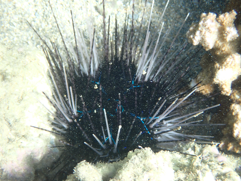 Savigny's Longspine Sea Urchin