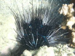 Diadema savignyi