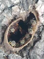 Nannotrigona testaceicornis