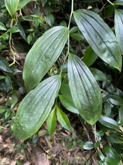 Disporum kawakamii