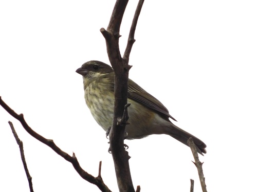 Puerto Rican Spindalis (Spindalis portoricensis), photo 5