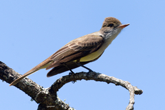 Myiarchus swainsoni
