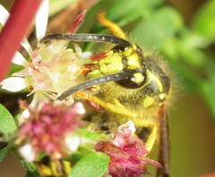 Vespula flavopilosa