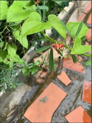 Indigofera suffruticosa