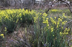 Glischrocaryon behrii