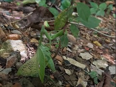Stagmatoptera septentrionalis