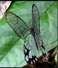 Pseudohaetera hypaesia