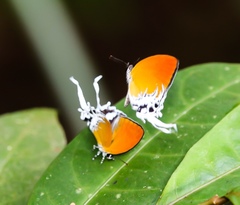 Eooxylides tharis distanti