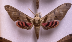 Adhemarius gannascus