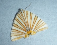Pityeja histrionaria