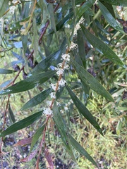 Hakea ulicina