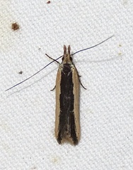 Dichomeris serrativittella