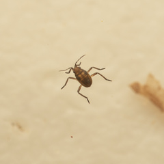 Gerromorpha