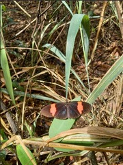 Heliconius erato
