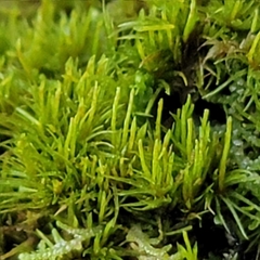 Dicranum flagellare