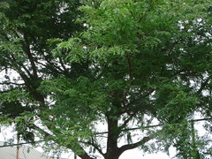 Gleditsia triacanthos inermis