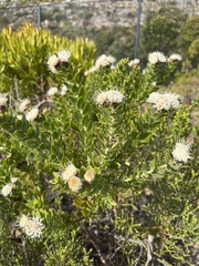 Leucospermum bolusii