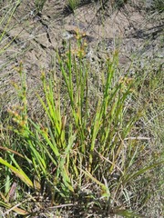 Juncus prismatocarpus