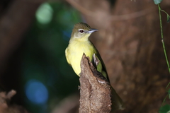 Chlorocichla flaviventris