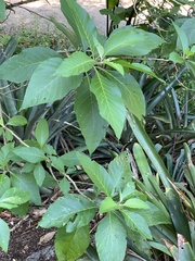 Iochroma arborescens