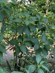 Iochroma arborescens