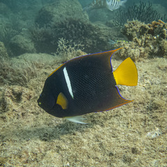 Holacanthus passer