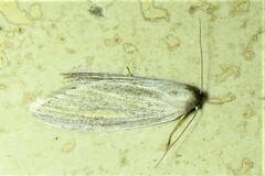 Prionopterina grammatistis
